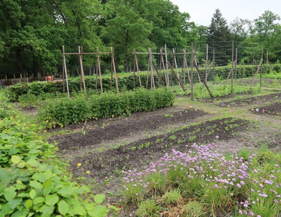 The kitchen garden