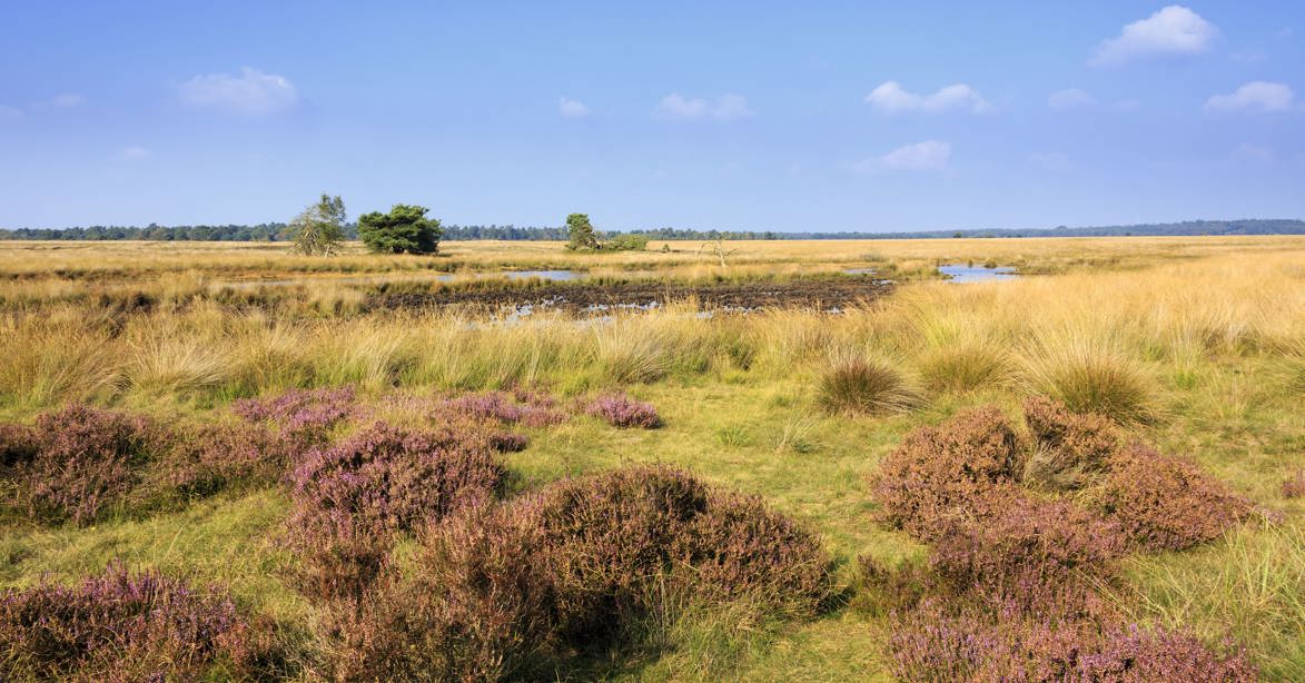 Heathland De Hoge Veluwe National Park