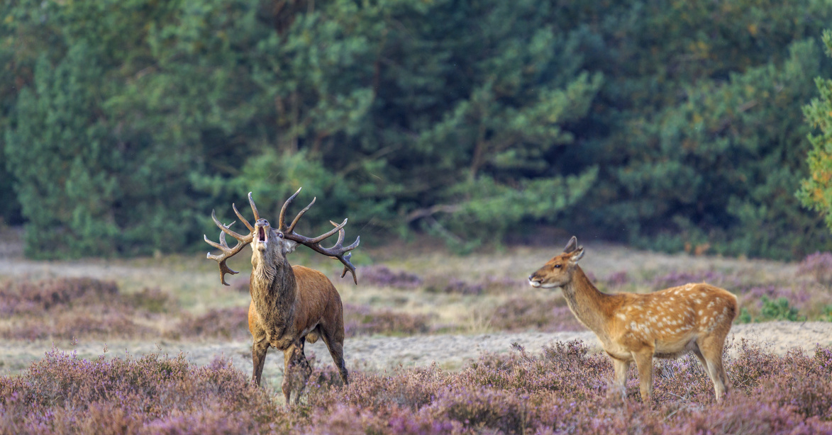 Bronstdiner De Hoge Veluwe