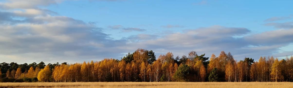 Landschaft herbst De Hoge Veluwe