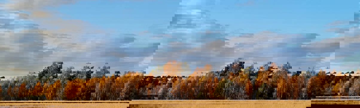 Landschaft herbst De Hoge Veluwe