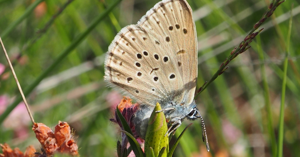 vlinder gentiaanblauwtje hoge veluwe